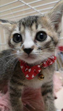 元気いっぱい写真撮れませんチェリーチャン