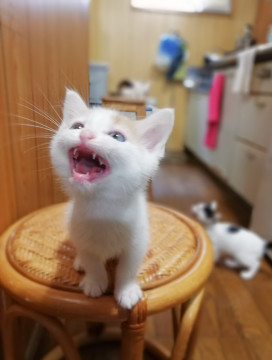 多頭崩壊からのはらからにゃんこ5