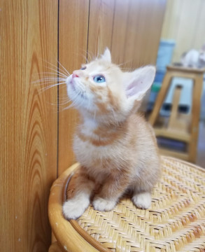 多頭崩壊からのはらからにゃんこ6