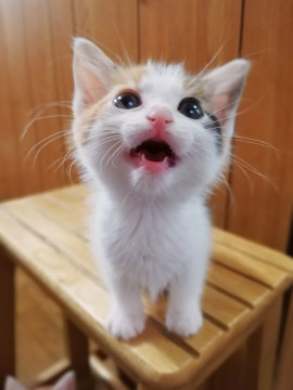 多頭崩壊からのはらからにゃんこ7
