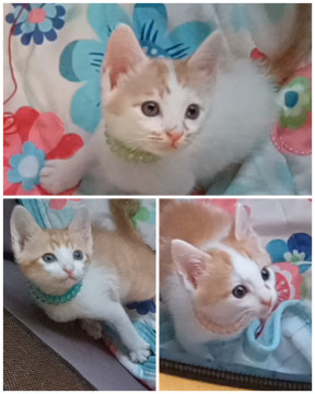 【動画有】資材置場からレスキューの茶白♂