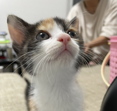 縞三毛かわい子ちゃん家族募集
