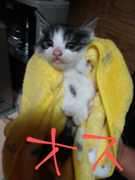 反抗的なハチワレちゃん