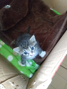 生後1ヶ月くらいの子猫ちゃん①