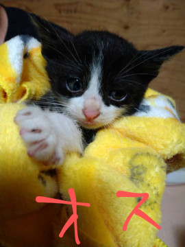 反抗的なハチワレちゃん