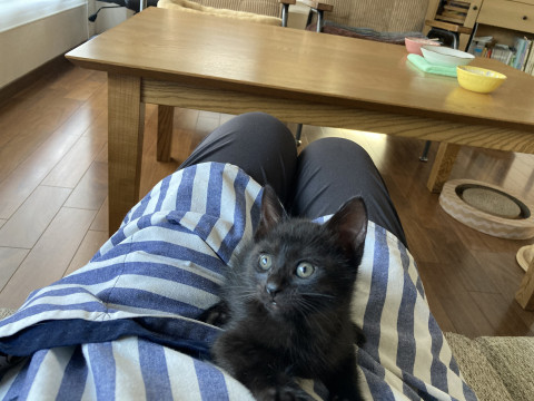 懐こい黒猫子猫 生後推定2ヶ月