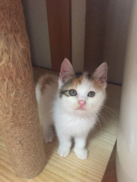 中毛〜長毛の三毛猫さん