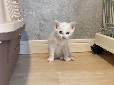可愛らしい白猫ソルトちゃん