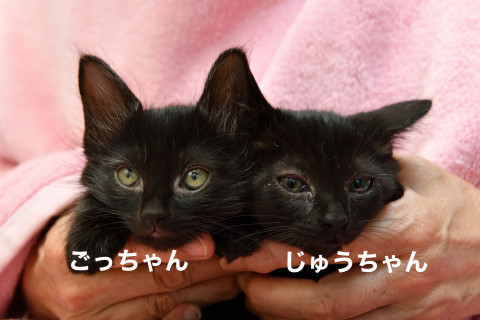 12匹のキティちゃん①
