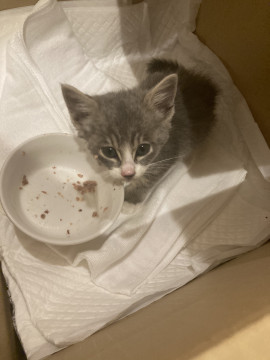 可愛くてわんぱくな子猫です