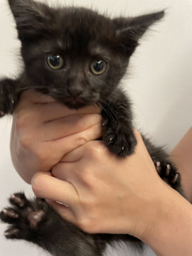 丸顔で可愛い黒猫くん
