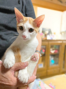 はくひくん 〜大きくなりました〜