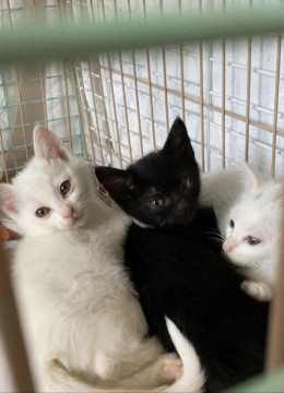 1ヶ月半❣️兄妹です。