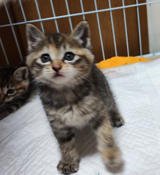 美仔猫