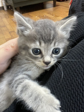 かわいい仔猫