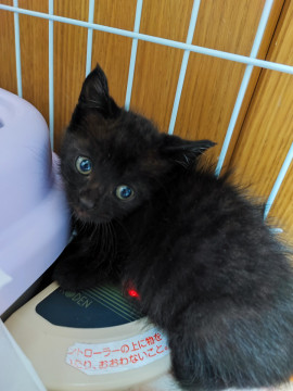 美仔猫