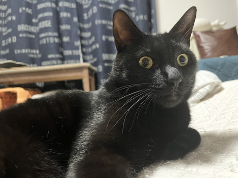 兄妹唯一の男子黒猫せりちゃん