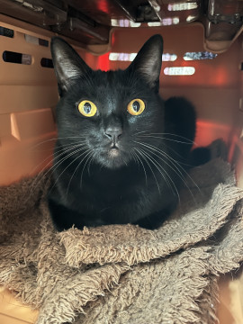 幸運の鍵シッポを持つ黒猫びわちゃん