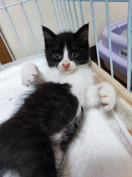 美仔猫