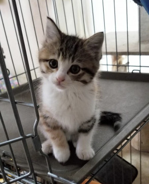 モデル猫になれますよ
