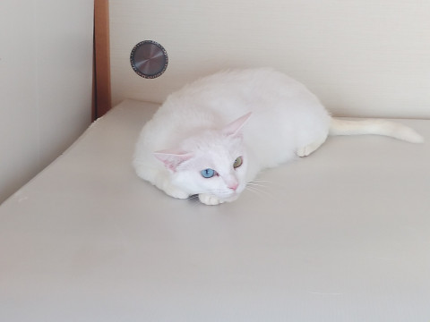 オッドアイの白猫ちゃん