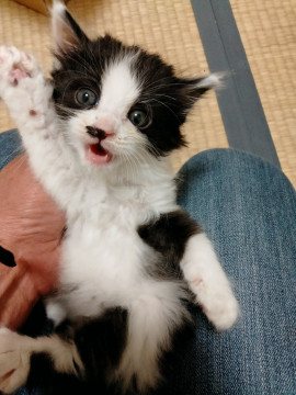 フワモコ白黒 りんくんです