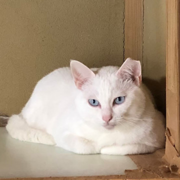 サファイア☆10〜11歳くらい