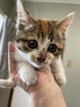 首に水玉模様のかわいい猫ちゃん