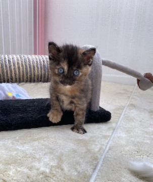 1匹だけサビ猫として生まれたよ
