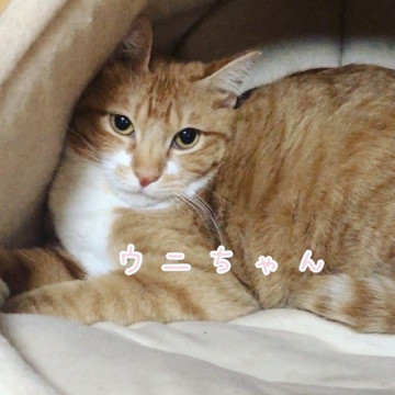 可愛い柔らかうにちゃん