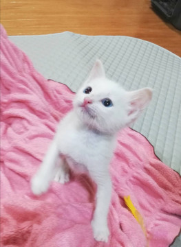 ぼくにゃんこ?人間と思ってた。