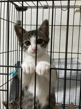 4兄弟で1番人気者のキジ白君です。