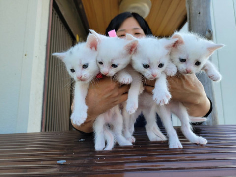 子猫たち