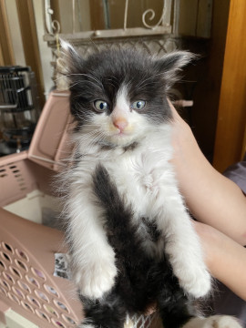 可愛いハチワレ子猫