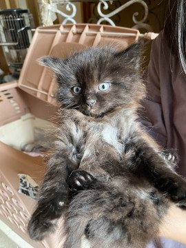 可愛い黒猫