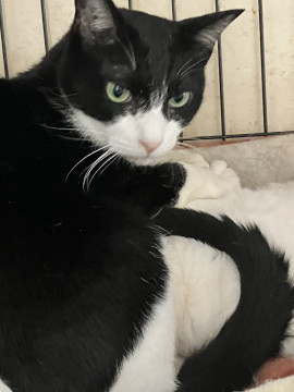 イケメンマスクの白黒猫さん