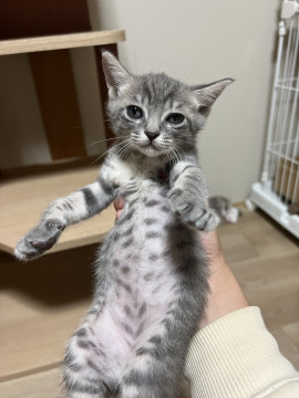 グレーキジの男の子です