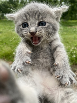 子猫の里親募集します。