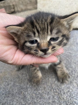 ちょいぶちゃかわ子猫の里親募集します。