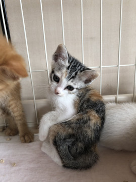 ちびっこ ミケのふくちゃん