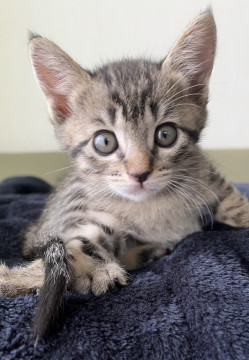 甘えん坊な子猫ちゃん
