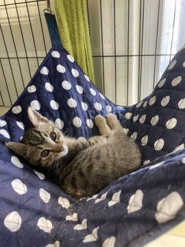 お店に迷い込んだ子猫(о´∀`о)