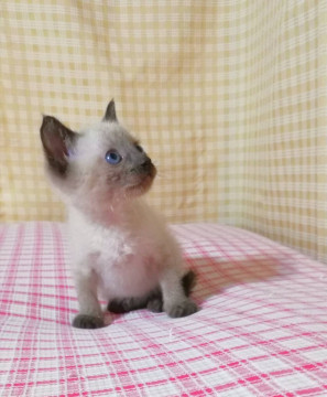生後5週間★かわいさ満点 ムゥちゃん