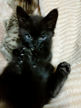 甘えん坊の黒猫 ネロちゃん