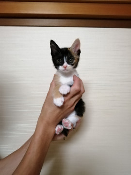 三毛猫のピンキー(仮譲渡決定中)