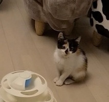 甘えん坊な三毛猫♡