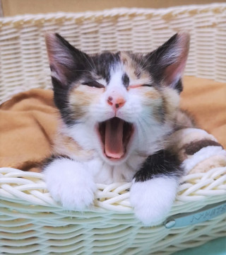 体はちっさくても甘える声は一番おっきい!