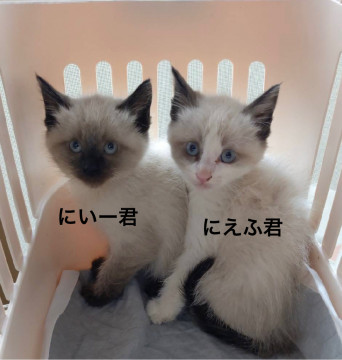 セブンキティ③シャム柄にいー君にえふ君