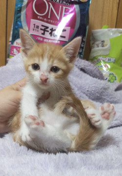 セブンキティ④茶白のにび君
