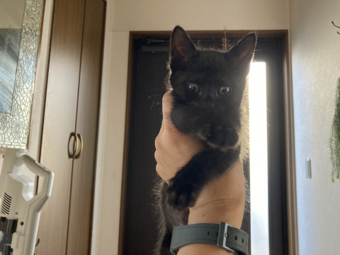 人懐こい黒猫さん女の子生後推定3ヶ月